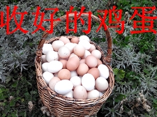 農場展示